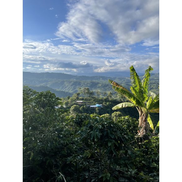 Koala Single Origin Kolumbia koffeinmentes 250g