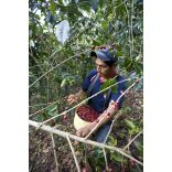 Koala Single Origin Peru 250g