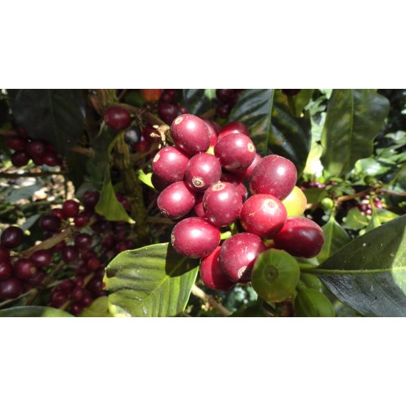 Koala Single Origin Peru 250g